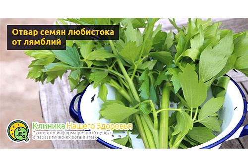Отвар семян любистока от лямблий