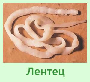 Виды глистов: круглые черви, сосальщики и ленточные гельминты