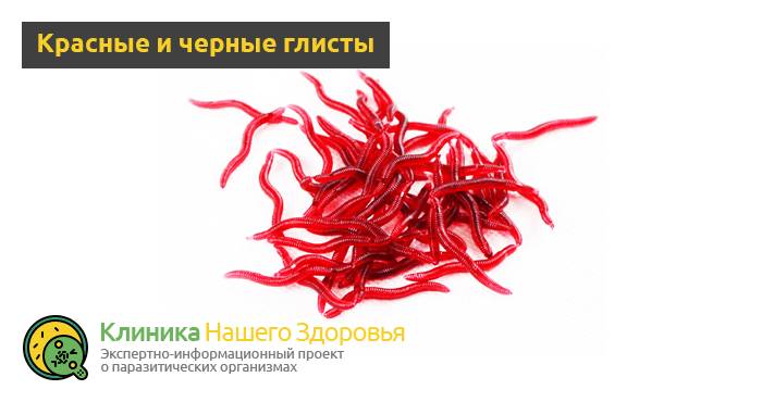 Маленькие белые глисты у человека: виды и особенности