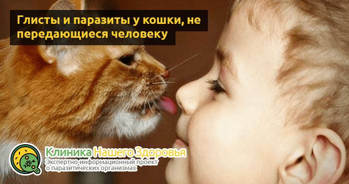 Можно ли заразиться глистами от кошки? Пути передачи опасных паразитов