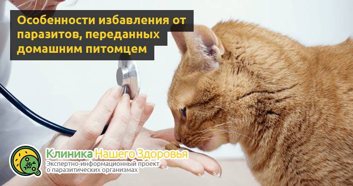 Можно ли заразиться глистами от кошки? Пути передачи опасных паразитов