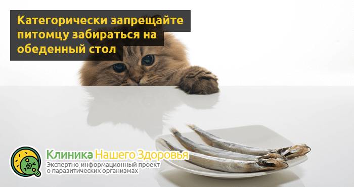 Можно ли заразиться глистами от кошки? Пути передачи опасных паразитов