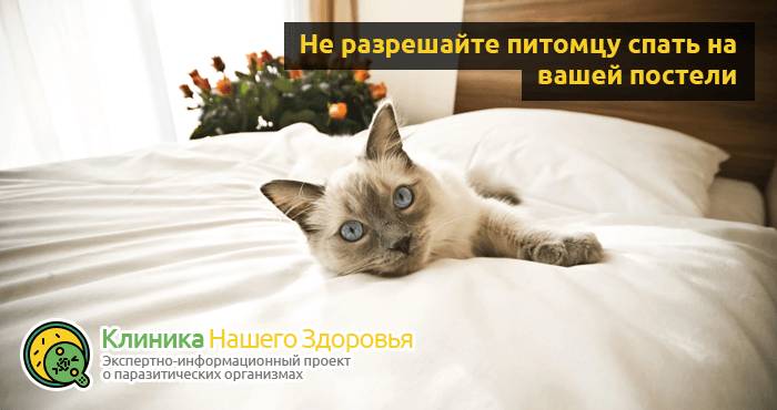 Можно ли заразиться глистами от кошки? Пути передачи опасных паразитов