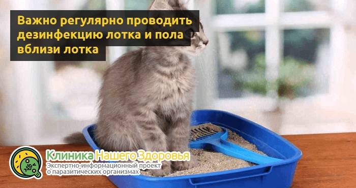 Можно ли заразиться глистами от кошки? Пути передачи опасных паразитов