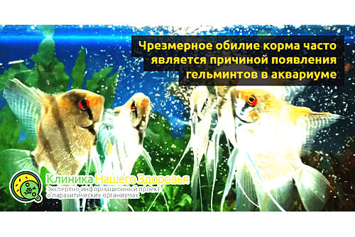 Излишки корма приводят к размножению гельминтов в аквариуме