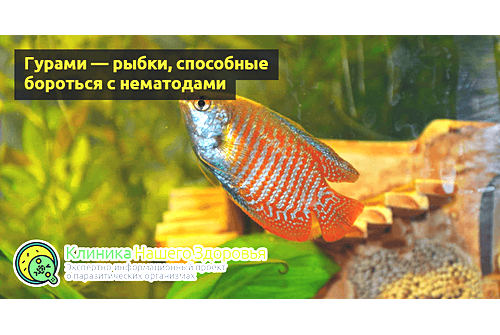 Гурами борются с червями в аквариуме