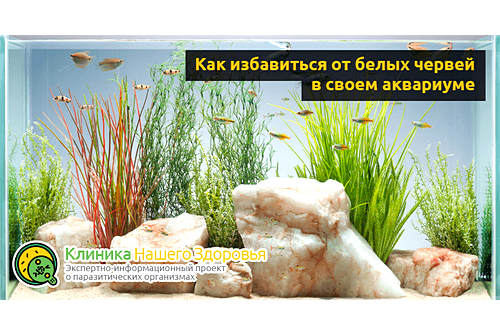 Как избавиться от белых червей в аквариуме