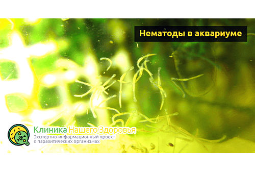 Нематоды в аквариуме