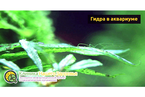 Гидра в аквариуме