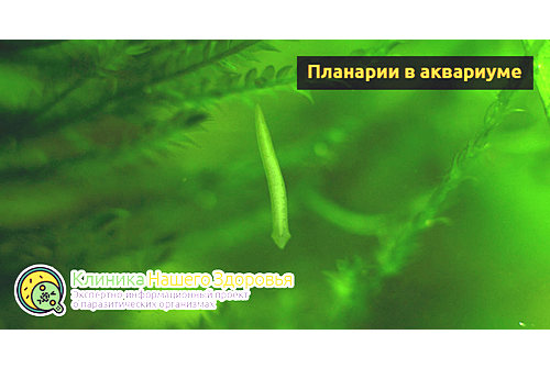 Планарии в аквариуме