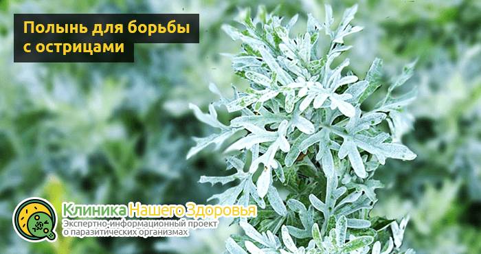 Острицы у детей: симптомы, лечение и профилактика