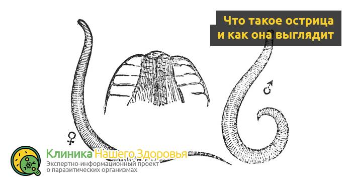 Острицы у взрослых: симптомы и лечение