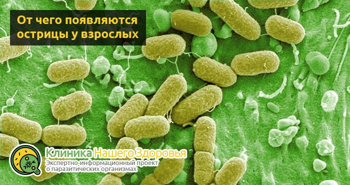 Острицы у взрослых: симптомы и лечение