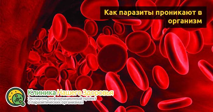 Паразиты в крови человека: симптомы, диагностика и лечение
