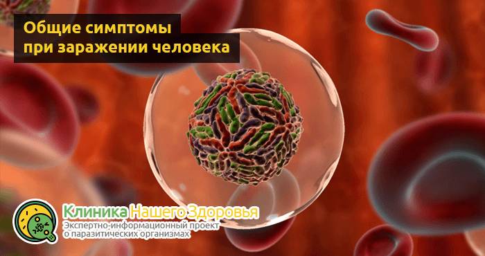 Паразиты в крови человека: симптомы, диагностика и лечение