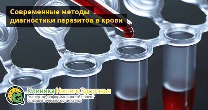 Паразиты в крови человека: симптомы, диагностика и лечение