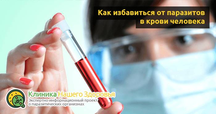 Паразиты в крови человека: симптомы, диагностика и лечение