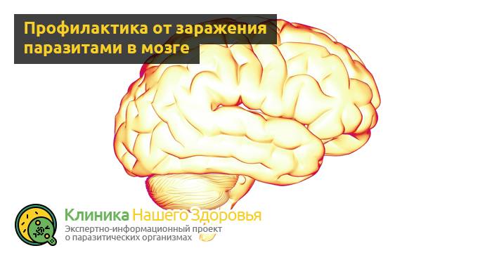 Паразиты в мозге: симптомы, виды и лечение
