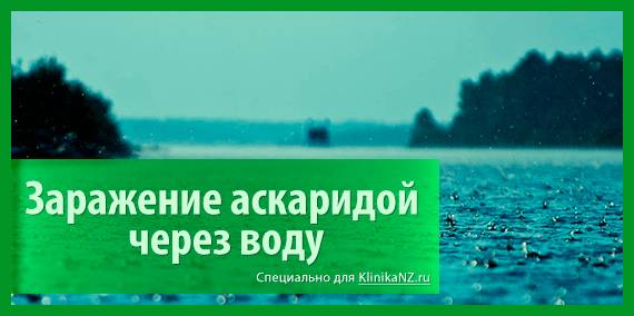 Пути передачи аскаридоза: как можно заразиться аскаридой?