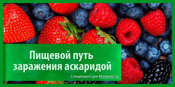 Пути передачи аскаридоза: как можно заразиться аскаридой?