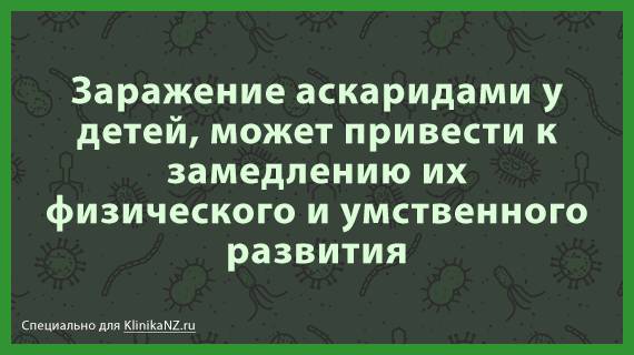 Пути передачи аскаридоза: как можно заразиться аскаридой?