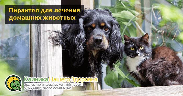Пирантел — инструкция по применению, дозировка, отзывы и аналоги