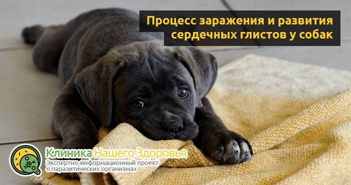 Сердечные глисты у собак: симптомы, лечение и профилактика
