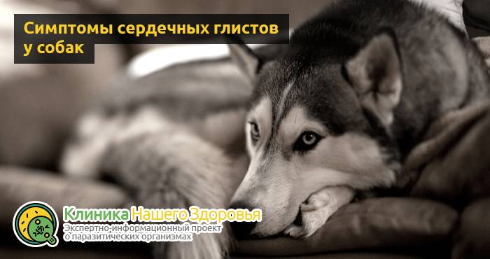 Сердечные глисты у собак: симптомы, лечение и профилактика