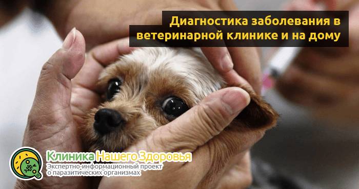Сердечные глисты у собак: симптомы, лечение и профилактика