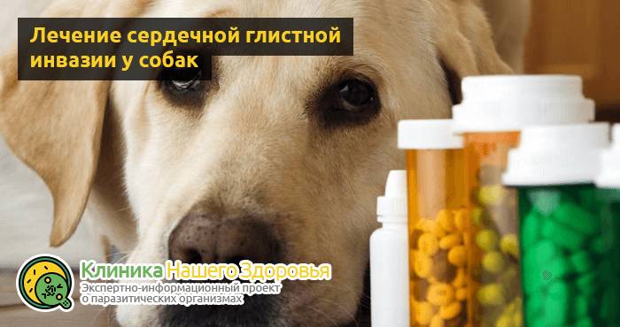Сердечные глисты у собак: симптомы, лечение и профилактика