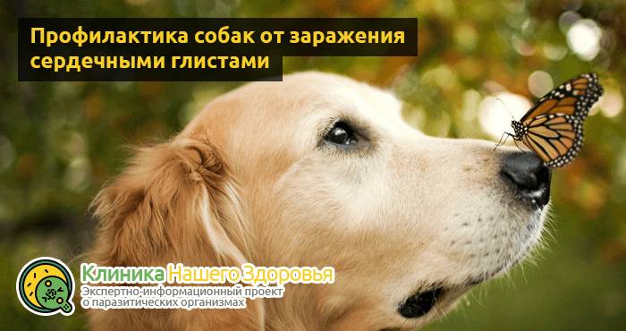 Сердечные глисты у собак: симптомы, лечение и профилактика