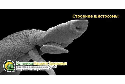 Строение шистосомы