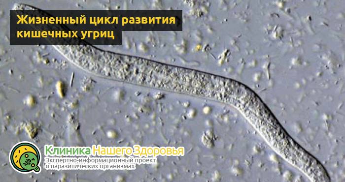 Стронгилоидоз: причины, симптомы, диагностика и лечение болезни