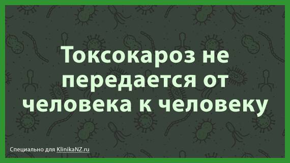 Токсокароз: виды, последствия, диагностика токсокары и лечение