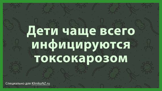 Токсокароз: виды, последствия, диагностика токсокары и лечение