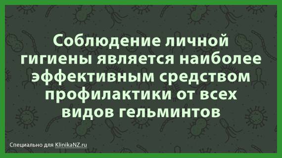 Токсокароз: виды, последствия, диагностика токсокары и лечение