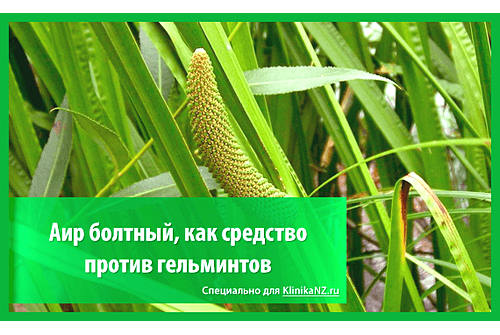 Аир болотный от глистов
