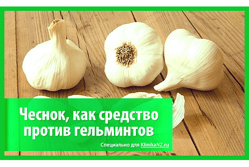 Чеснок от глистов