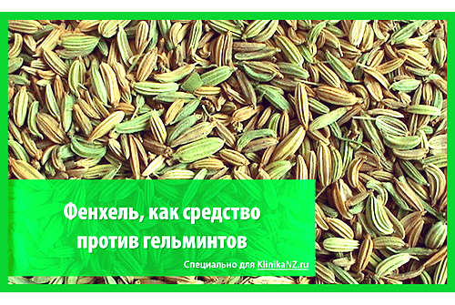 Фенхель от глистов