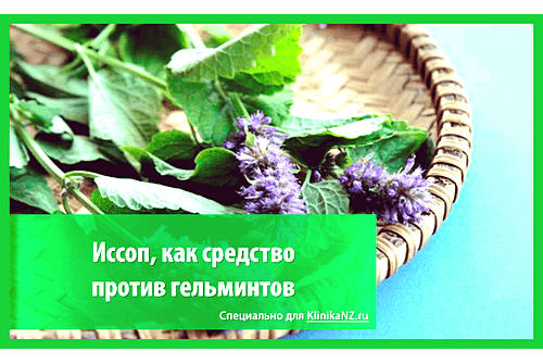 Иссоп от глистов