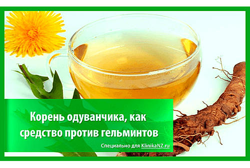 Корень одуванчика от глистов