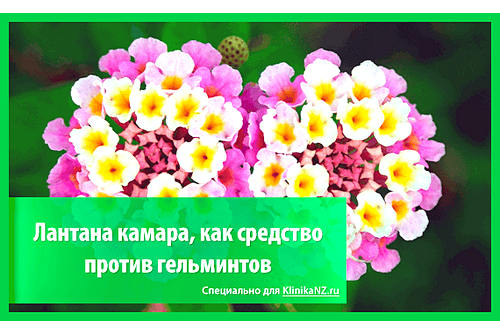 Лантана камара от глистов