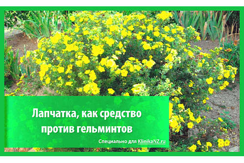 Лапчатка от глистов