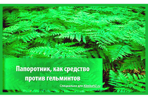 Папоротник мужской от глистов
