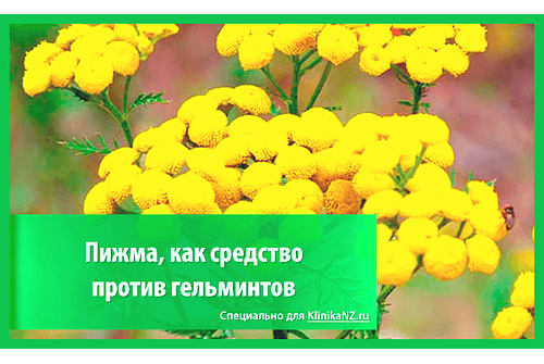 Пижма от глистов