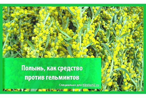 Полынь от глистов