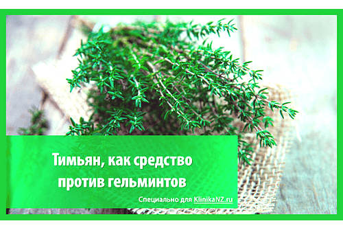 Тимьян от глистов