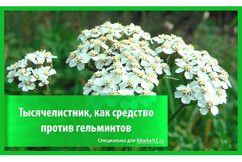 Тысячелистник от глистов