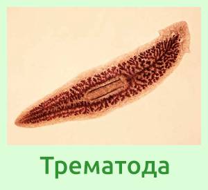 сосальщики и ленточные гельминты