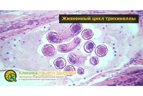 Жизненный цикл